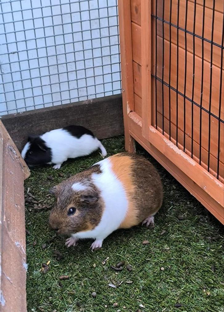 Cavia vrouwtjes, Dieren en Toebehoren, Knaagdieren, Meerdere dieren, Cavia, Maart