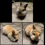 Dwergkonijntje leeuwenkopjes, Dieren en Toebehoren, Konijnen