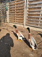 Indische Loopeend (woerd)