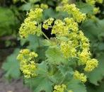Alchemilla Mollis, Tuin en Terras, Planten | Tuinplanten, Ophalen, Halfschaduw