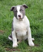 Amerikaanse Stafford pup, Dieren en Toebehoren, Parvo, België, Reu, 8 tot 15 weken
