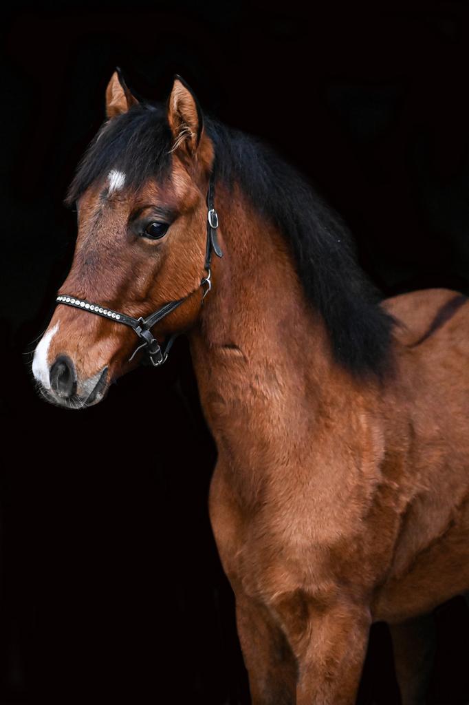 2025 AQHA hengst, Minder dan 160 cm, Met stamboom, 0 tot 2 jaar, Hengst