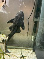 GRATIS Pleco Vis, Poisson, Poisson d'eau douce