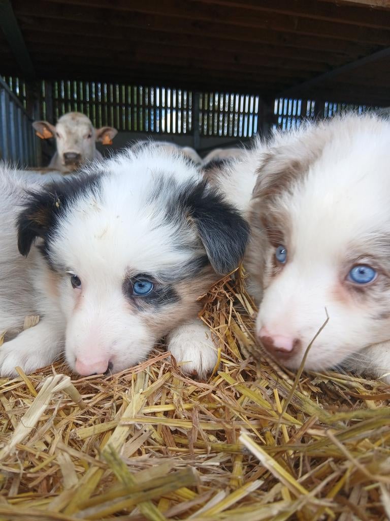 Border Collie, Animaux & Accessoires, Hépatite contagieuse (maladie de Rubarth), Colley, Plusieurs, Belgique
