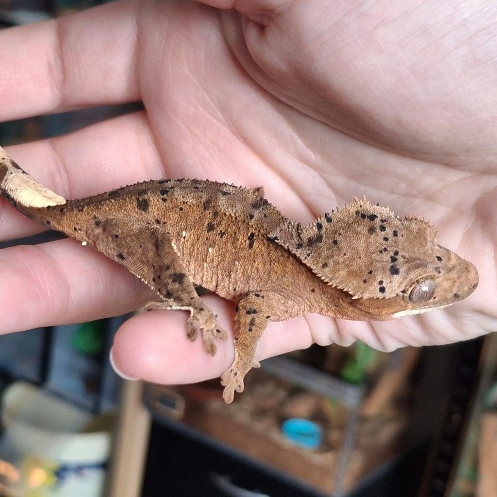 Hele mooie dalmatian wimpergekko/crested gecko vrouw (0.1), Animaux & Accessoires, Lézard, 0 à 2 ans