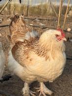 Broedeieren Duitse Faverolle, Sexe inconnu, Poule ou poulet