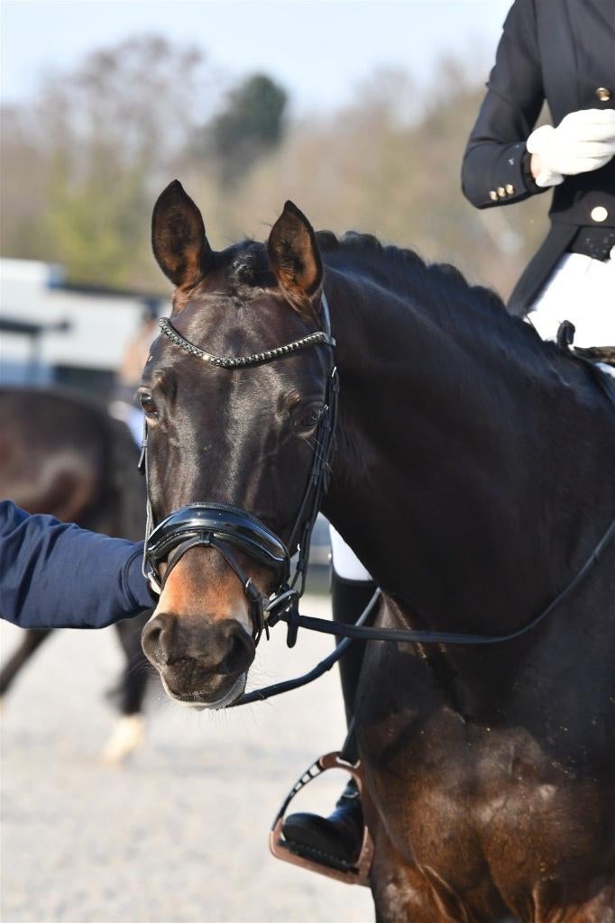 7 jarige dressuur merrie/fokmerrie Furst Romancier, Merrie, Met stamboom, Dressuurpaard, L