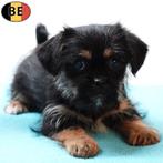 Yorkinese (Pékinois X Yorkshire) chiots belges à vendre, Commerçant, Autres races, 8 à 15 semaines, Plusieurs