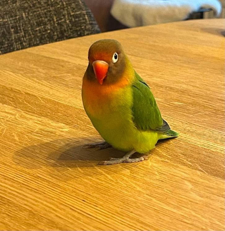 Poupée Agapornis très apprivoisée, Animaux & Accessoires, Oiseaux | Perruches & Perroquets, Perroquet nain ou Inséparable, Femelle