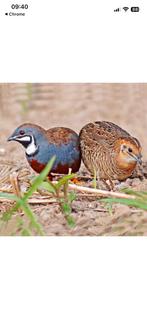 Chinese kwartels, Dieren en Toebehoren, Vogels | Overige Vogels, Meerdere dieren