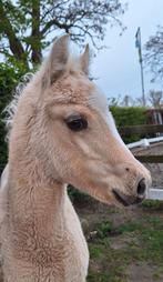 Pouliche Palomino '26, Animaux & Accessoires, Moins de 160 cm, Ne s'applique pas, 0 à 2 ans, Jument