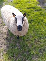 Kerry Hill Ram