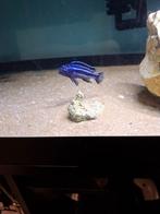 Cichlides malawi 3 pseudotropheus maingano