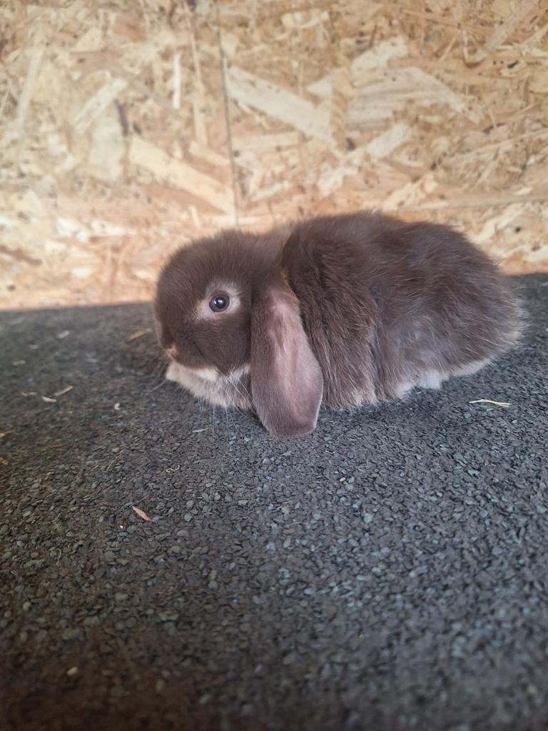 Minilop voedstertjes, Femelle, Nain, Oreilles tombantes, 0 à 2 ans