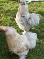 Zijdehoen haan, Mâle, Poule ou poulet