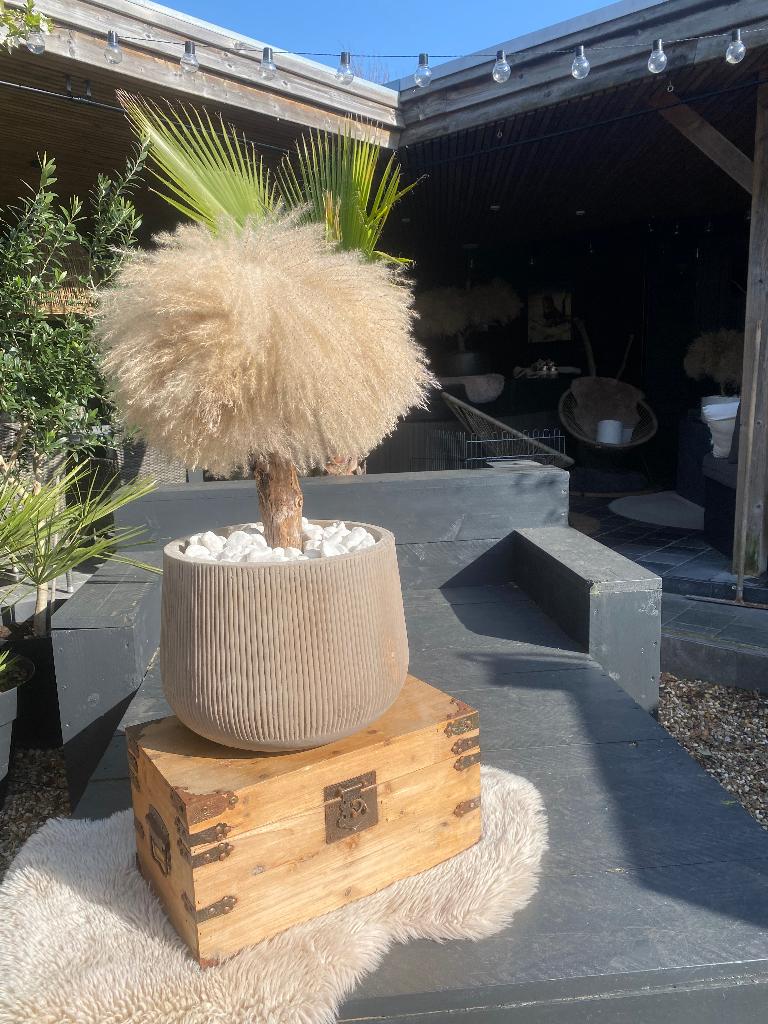 Spotprijs pampasboom in mooie pot, Tuin en Terras, Ophalen, Rond, Nieuw, Aardewerk