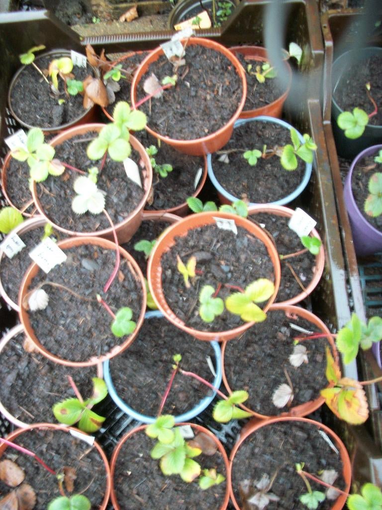 Aardbeiplant 'Bubbleberry', 'Pinneberry' en andere, Plein soleil, Été, Enlèvement, Plantes fruitières