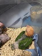 Tame baby Rust head Caique, Sexe inconnu, Perroquet, Domestique