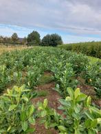 paplaurier, Ophalen, Haag