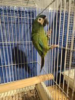 Jeune nain apprivoisé Ara Maracana
Correctement bagué, avec, Animaux & Accessoires, Oiseaux | Perruches & Perroquets, Perroquet