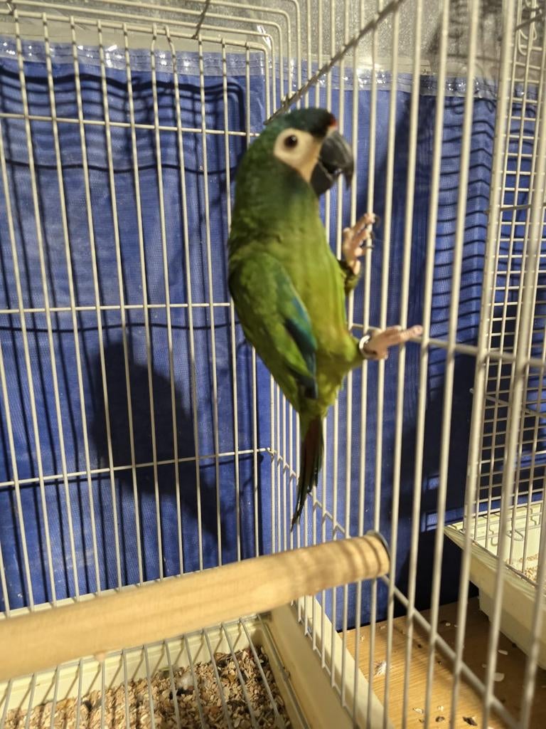 Jonge tamme Dwergara Ara Maracana
Pop, Dieren en Toebehoren, Vogels | Parkieten en Papegaaien, Papegaai, Tam, Geringd