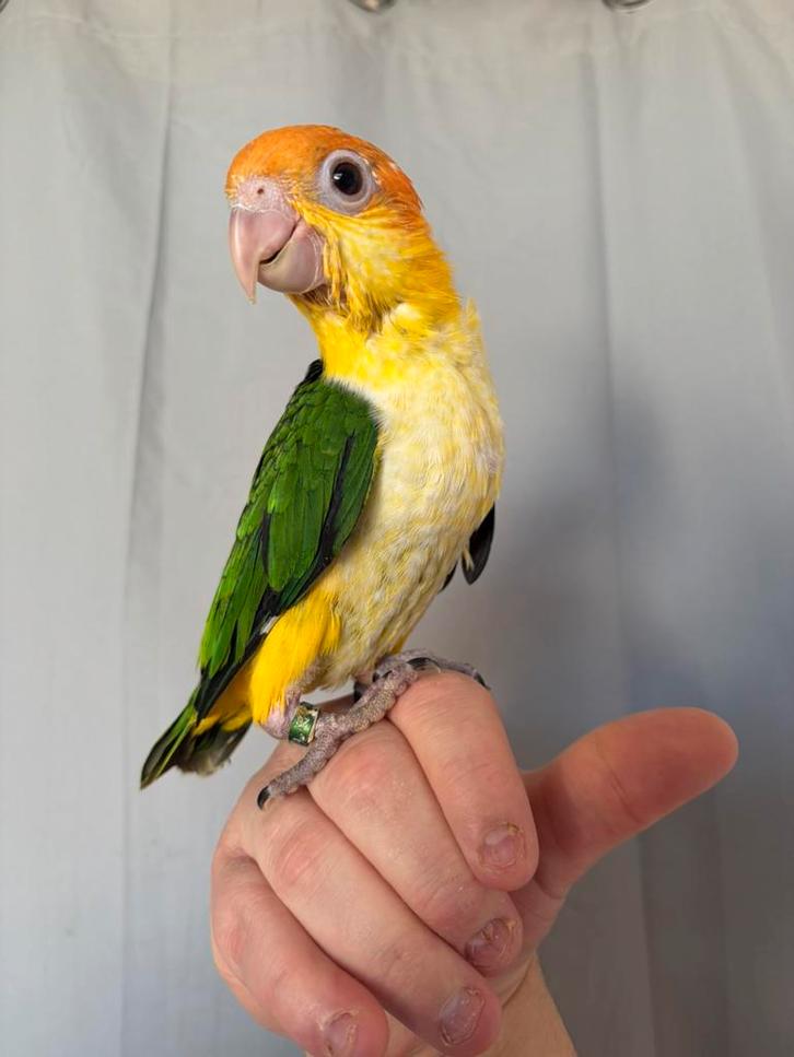 Caïque eam mâle, Animaux & Accessoires, Oiseaux | Perruches & Perroquets, Perroquet, Mâle