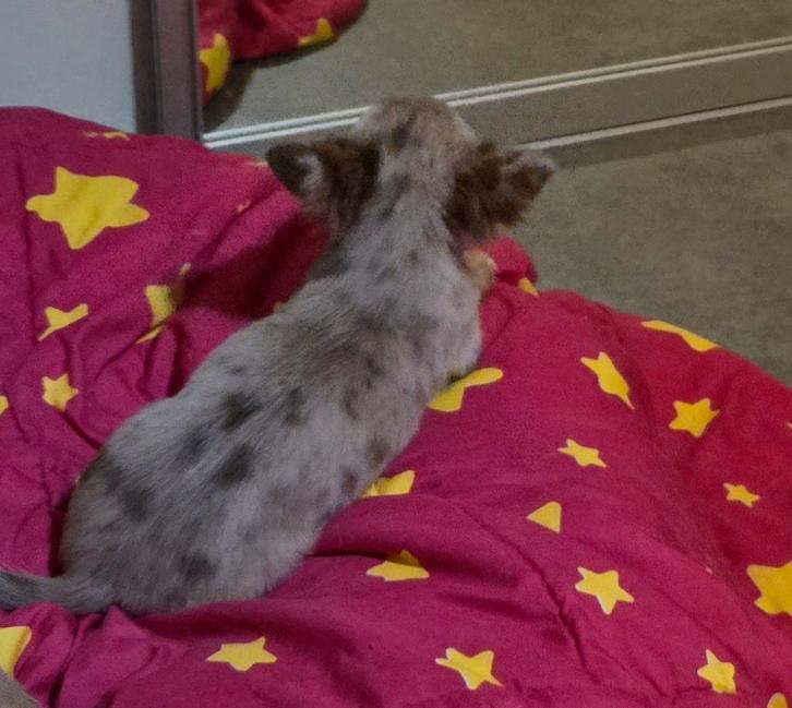 Langhaar chihuahua puppy, teefje, Dieren en Toebehoren, Honden | Dekreuen, Teef, Fokker | Hobbymatig, Eén hond, België, 8 tot 15 weken