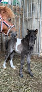 Mini shetlander hengstje, Hengst, Niet van toepassing, 0 tot 2 jaar