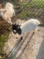 Dwergeit bokje, Dieren en Toebehoren