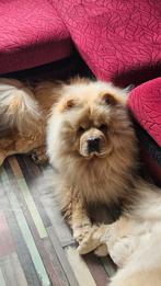 Chow Chow Stud, Animaux & Accessoires, 3 à 5 ans, Chien (mâle), Hépatite contagieuse (maladie de Rubarth), Belgique