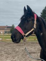 Lief betrouwbaar familie paard te koop, Jument, Avec pedigree