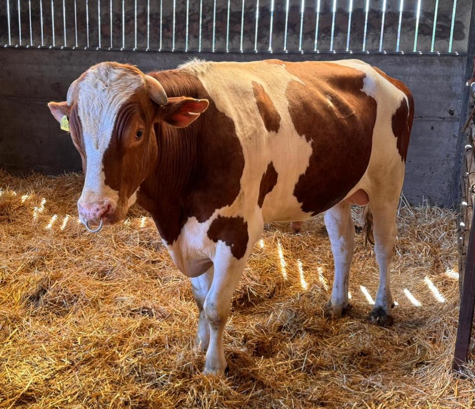 Genoomgeteste, oudere, roodbonte stier, Dieren en Toebehoren, Runderen, Mannelijk, 0 tot 2 jaar