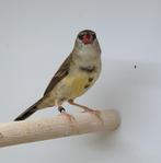 Tijgervink man, Mannelijk, Geringd