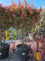 Glansmispel photinia Carre Rouge meerstam, Tuin en Terras, Ophalen