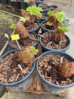 Gunnera manicata, Tuin en Terras, Planten | Tuinplanten, Vaste plant, Halfschaduw, Zomer, Ophalen