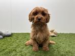 Chiots Cavapoo, Hépatite contagieuse (maladie de Rubarth), Plusieurs, Belgique, Plusieurs animaux