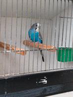 Grasparkiet, Dieren en Toebehoren, Vogels | Parkieten en Papegaaien