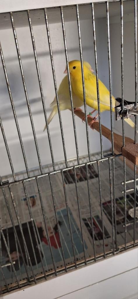 Zeer mooie gelegenheid kanarie, Animaux & Accessoires, Oiseaux | Canaris, Canari chanteur, Mâle