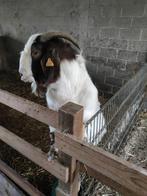 geit boerengeit ram, Mâle, Chèvre, 0 à 2 ans