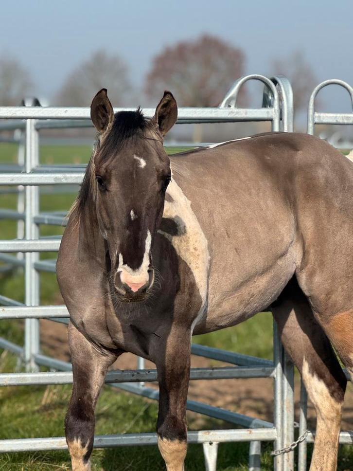 Prachtige paint hengst, Animaux & Accessoires, Chevaux, Étalon