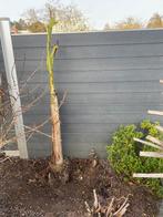 Musa basjoo, Enlèvement