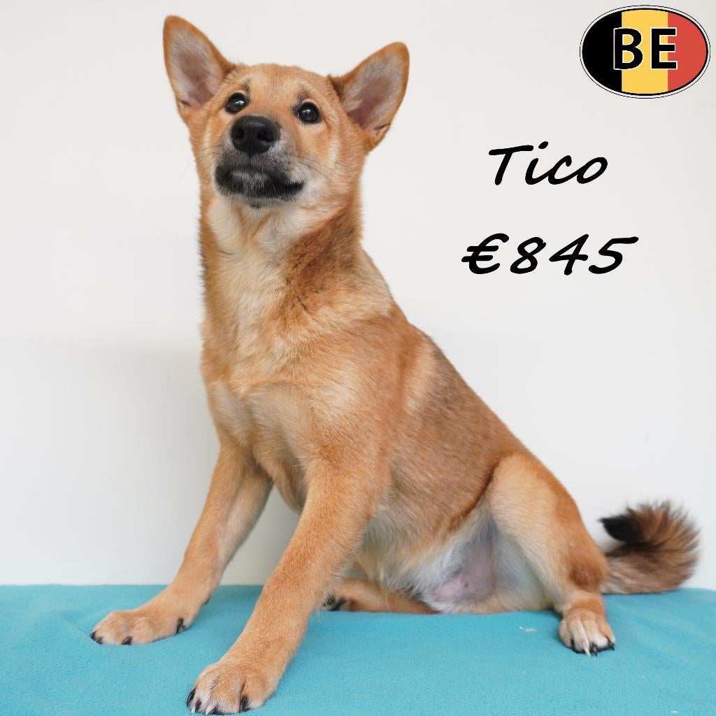 Shiba Inu, reutjes - Tico, Tao & Togo, Parvo, België, 15 weken tot 1 jaar, Meerdere
