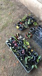 Zelfopgekweekte Miniplantjes te koop 2euro per stuk., Enlèvement