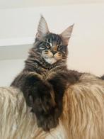 Maine Coon kittens beschikbaar!, Plusieurs animaux, Vermifugé, 0 à 2 ans