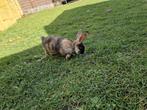 Joli petit lapin à vendre