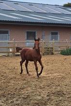 Jaarling hengst don't touch tiji hero x Nabab de rêve, Animaux & Accessoires, Chevaux