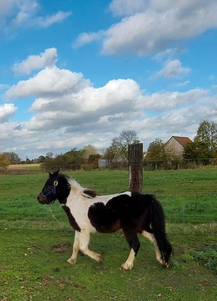 Lieve A pony, Dieren en Toebehoren, Overige Dieren, Mannelijk, Januari