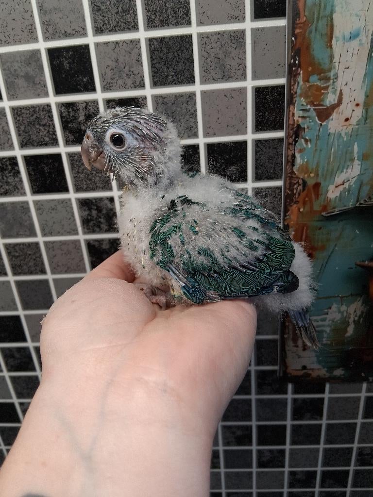 Conure eam, Geslacht onbekend, Dwergpapegaai of Agapornis, Geringd