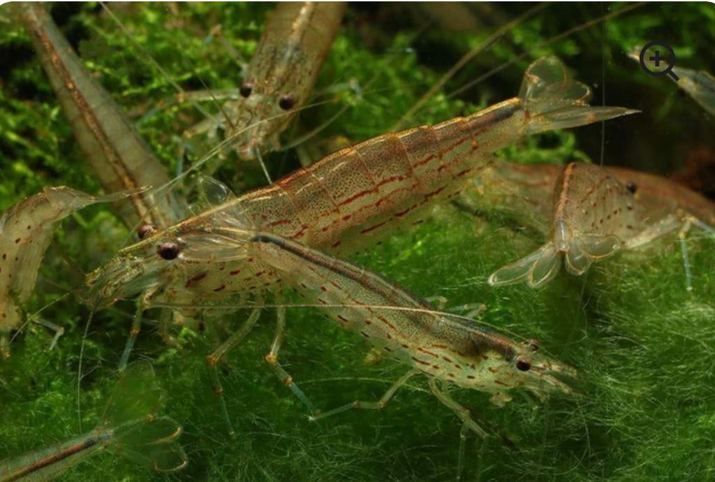 Caridina Japonica (crevettes) : du vrai Amano, pas un mini !, Animaux & Accessoires, Poissons | Poissons d'aquarium