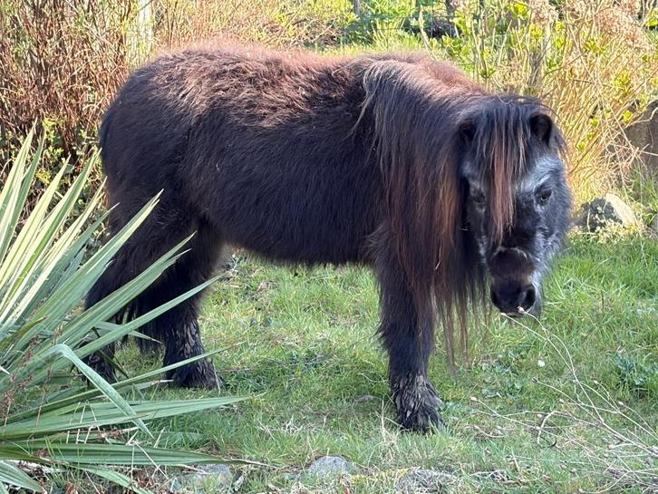 Pony als weidemaatje, Dieren en Toebehoren, Pony's, Merrie, Niet van toepassing, A pony (tot 1.17m), 11 jaar of ouder